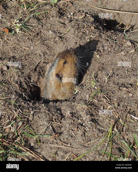 Pocket Gopher Thomomys Bottae In Golden Gate Park San Francisco