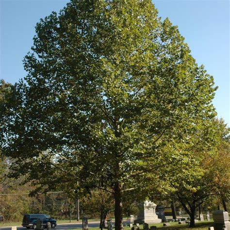 Platanus X Acerifolia Monumental Morton Naper London Planetree