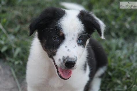 49+ Border Collie Puppies In Texas Image - Bleumoonproductions