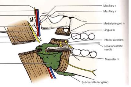 Oral Cavity Salivary Glands Tonsils Complex Processes Flashcards