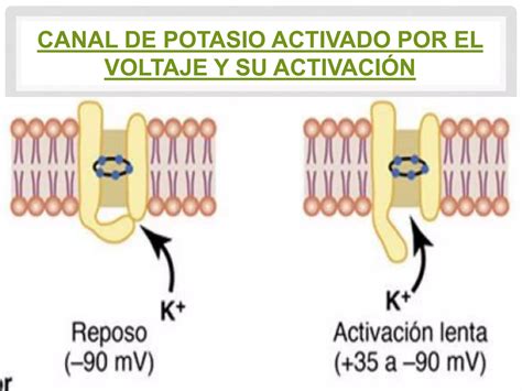 4 Potenciales De Membrana Y Potenciales De Accion Ppt