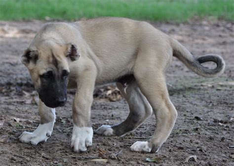 Kangal Dog Personality Temperament And Hd Pictures