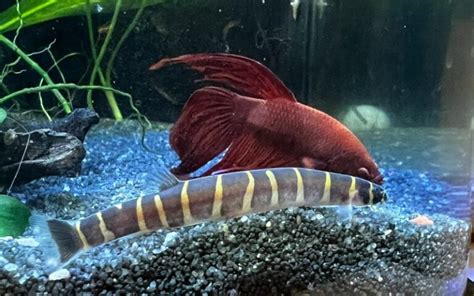 Kuhli Loach Care Guide Kuhli Loaches Aquarium Info