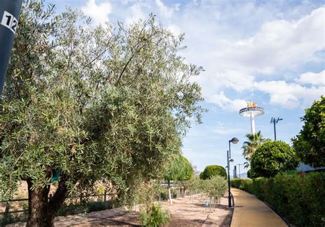 La Senda El Pulm N Verde De Olivos Que Genera Un Ecosistema Natural