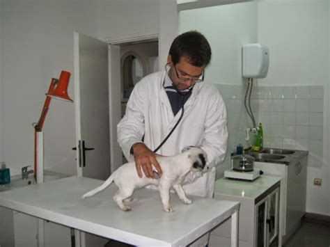 Veterinarska Ambulanta Medicus Vet Veterinari Veterinarske Ambulante