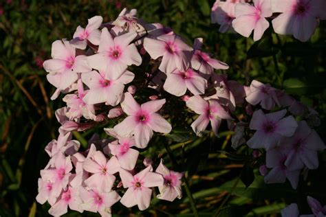 Phlox Paniculata Bright Eyes Ballyrobert Gardens