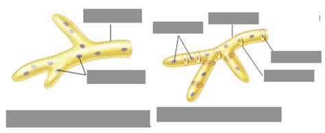 hyphae types Diagram | Quizlet