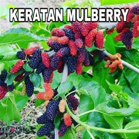 1 KERATAN POKOK MULBERY MUDAH HIDUP Fresh Cutting Mulberry Lazada