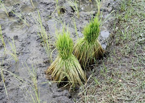 Harvesting rice plants 1901934 Stock Photo at Vecteezy