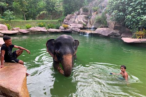 Thai elephant - your guide to the best Khao Sok elephant sanctuary