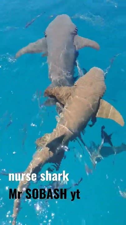 Nurse Shark Maldives Youtube