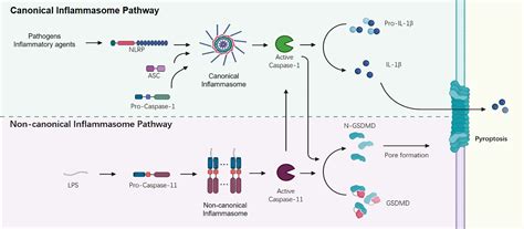 Frontiers Inflammasome Signaling A Novel Paradigm Of Hub Platform In