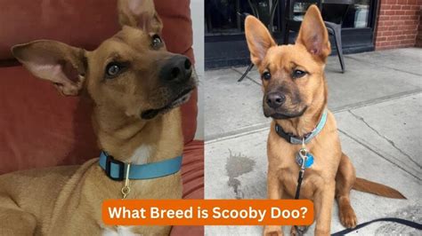 What Breed is Scooby Doo? - DoggieBuzz