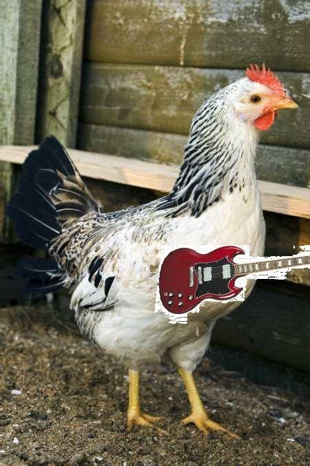 Giant Chicken Playing Electric Guitar