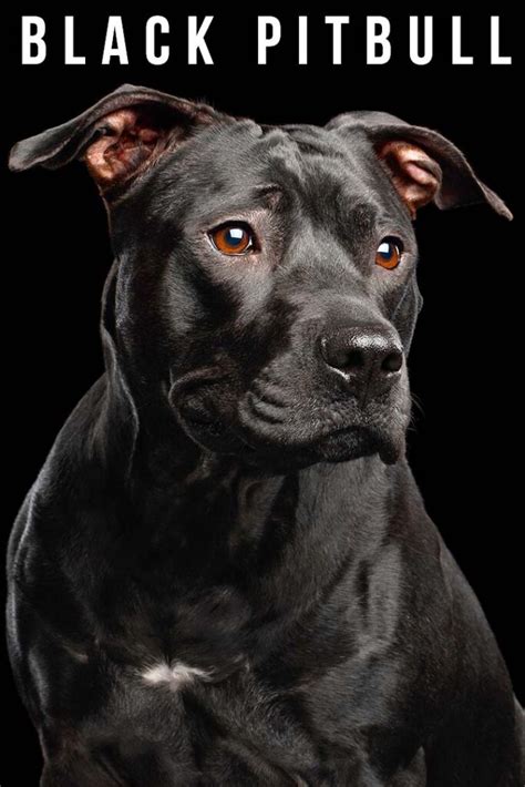 Black Pitbull Dogs