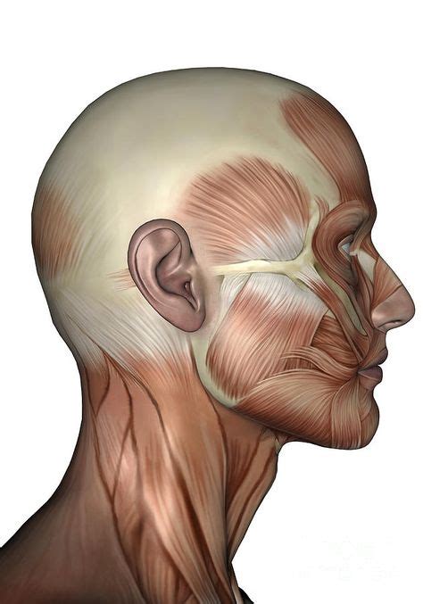 23 Anatomy: Face Muscles ideas | anatomy, muscle anatomy, face anatomy