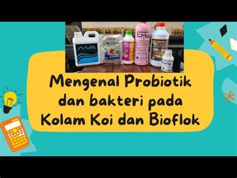 Mengenal Probiotik Dan Bakteri Pada Kolam Koi Dan Bioflok YouTube