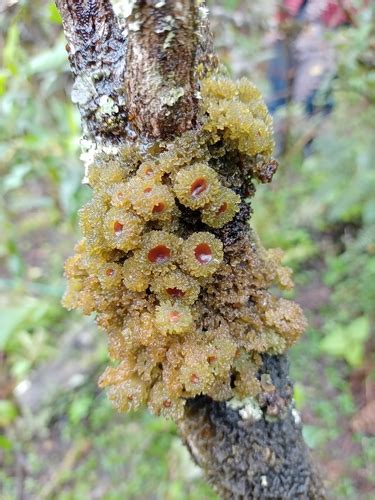 Leafy Skinlichen Leptogium Phyllocarpum