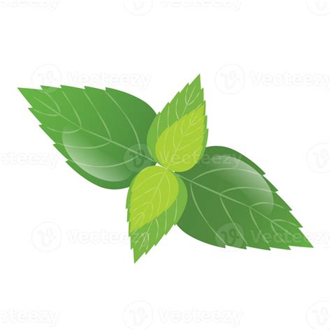 Mint leaf. peppermint green leaves 20047299 PNG