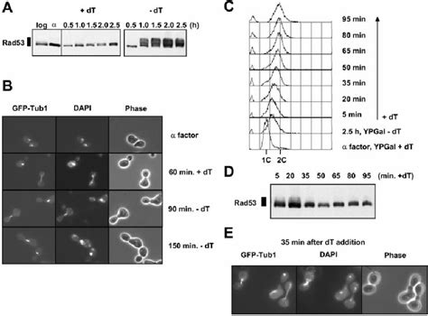 Reversible S phase checkpoint activation after thymidine depletion. ( A... | Download Scientific ...