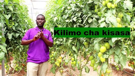 KILIMO CHA NYANYA 2022 MAMBO MATANO MUHIMU ILI KULIMA NYANYA KISASA