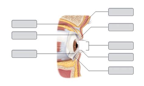 Lateral View Of Eye Diagram Quizlet