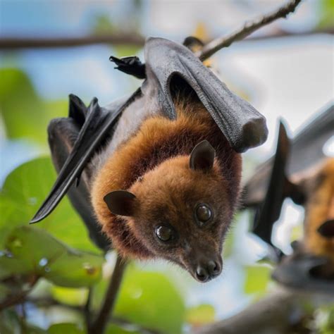 Coronavirus Weaker Than Sars But May Share Link To Bats Chinese