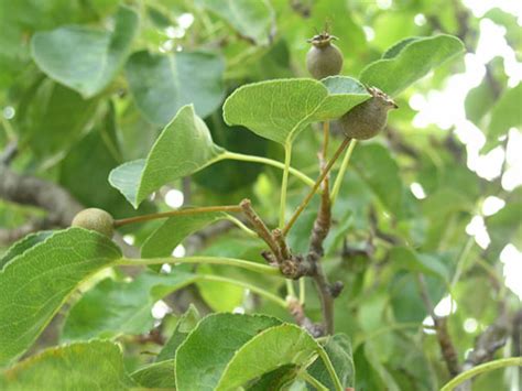 Bradford Flowering Pear