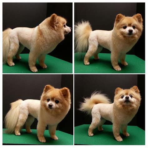 Pomeranian Boo Haircut Before And After - Pets Lovers