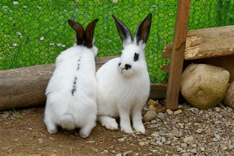 Male And Female Rabbit Which One Makes A Better Pet Mypetcarejoy