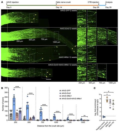 JCI Histone Methyltransferase Ezh2 Coordinates Mammalian Axon