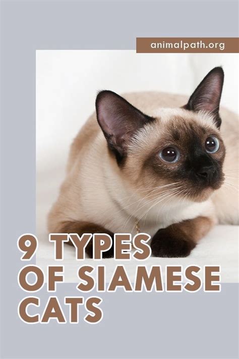 9 Types of Siamese Cats | Siamese cats, Siamese cats facts, Siamese kittens