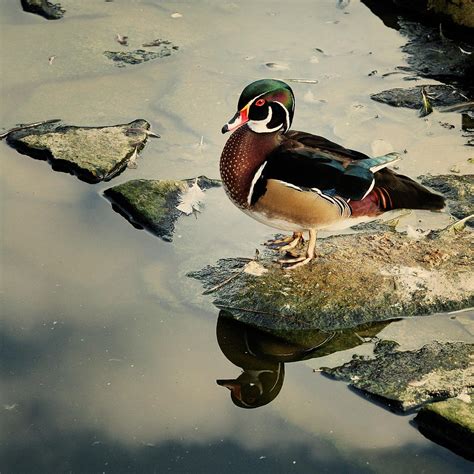 Chinese Duck Photograph by Milan Baloun - Pixels