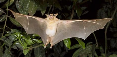 How Do Bats Fly The Mechanics Of Flight And Lift Explained