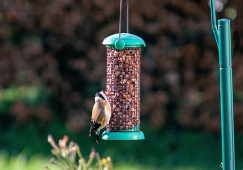 Different Bird Feeder Types - Birding Deport