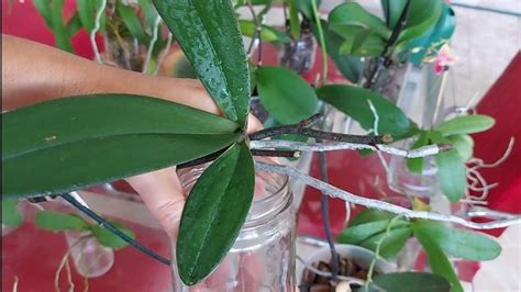 Keiki De Orqu Dea Phalaenopsis Como Fazer Adapta O Para O Cultivo No