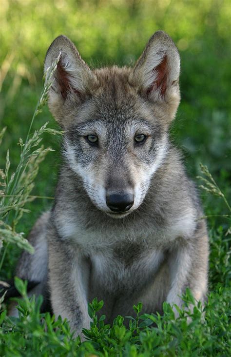 Wolf Pup Photograph by Shari Jardina - Pixels