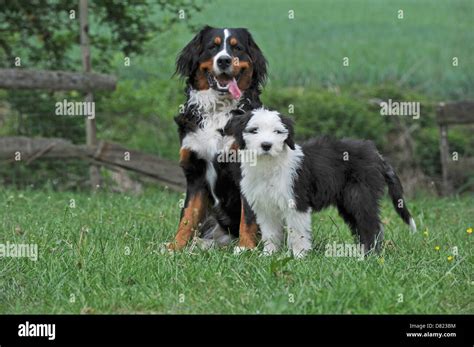 Old English Sheepdog Puppies Hi Res Stock Photography And Images Alamy