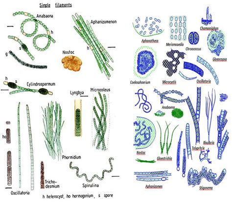 nitrogen fixing cyanobacteria bocchi   scientific diagram