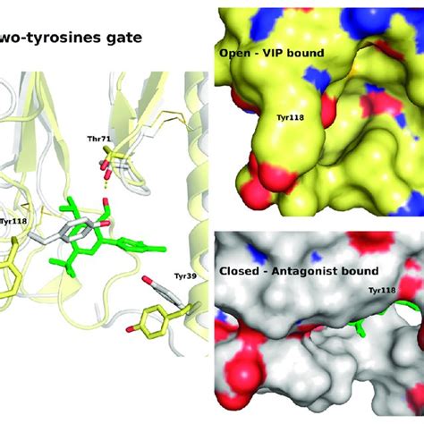 Details Of Interactions Between Vasoactive Intestinal Peptide Receptors