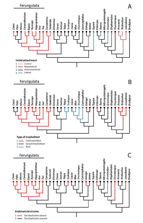 Evolution of implantation and placentation in eutherian mammals. In ...