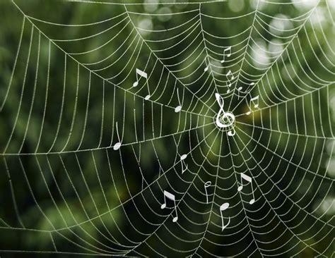 Researchers Link Patterns Seen In Spider Silk Melodies Mit News