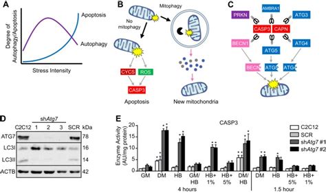 Autophagy Apoptosis And Mitochondria Molecular Integration And