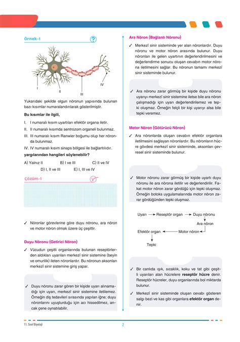 SOLUTION 11 SINIF BIYOLOJI SISTEMLER SINIR SISTEMI Studypool