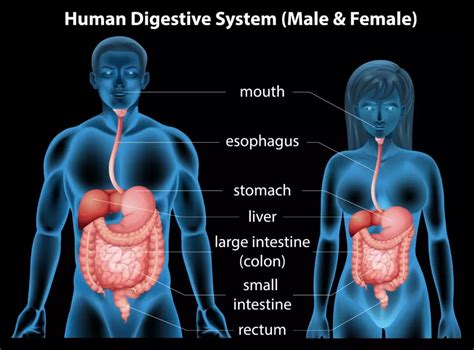 How Can Chiropractic Care Help Your Digestion Creekside Chiropractic