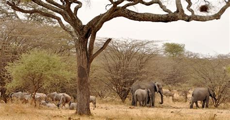 15 days Tanzania wildlife photography safari | Tanzania Safaris Tours