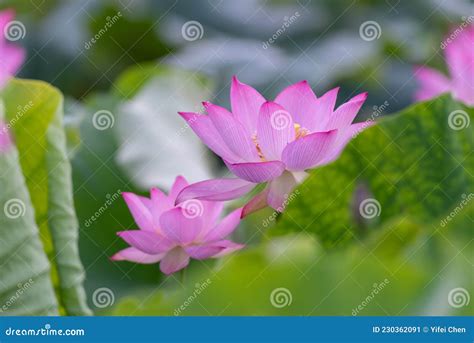 Hay Muchas Flores Rosas De Loto En El Estanque De Lotos Imagen De