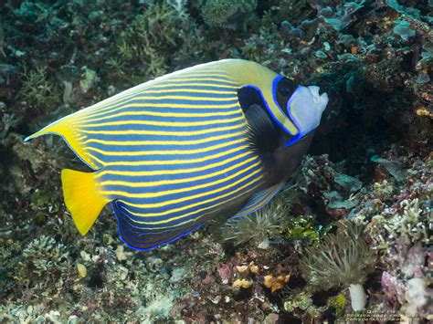 Poisson Ange Empereur Pomacanthus Imperator Yellow Mask An Flickr