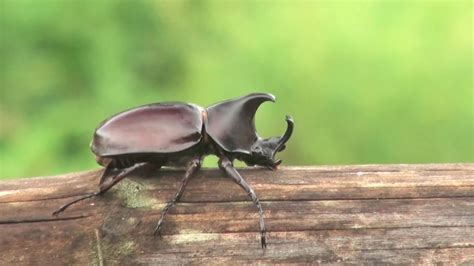 Watch The Biggest Bro of the Insect Kingdom: The Rhino Beetle | WIRED