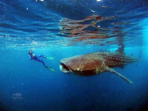 Amazing Swim With Whale Shark Reviews Photos Tuna Tuna Tours